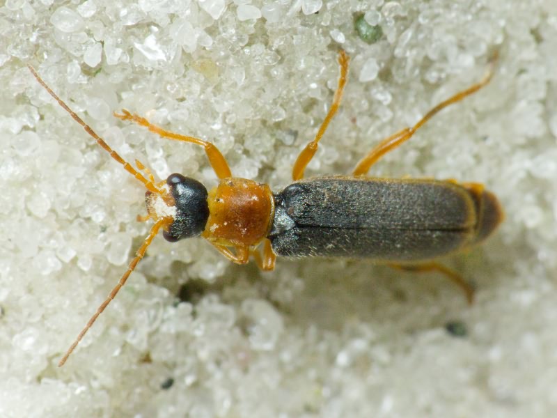Cantharis lateralis Linnaeus, 1758